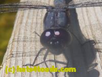 /home//u458753944/public_html/sourcegallery/////////////Insects and small critters/dragonflies and damselflies/P1140139.JPG